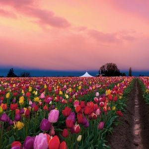 Meet your Posher, Carol